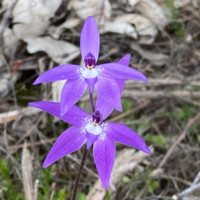 Glossodia major (Wax Lip Orchid) at Molonglo Valley, ACT - 30 Sep 2022 by Steve_Bok