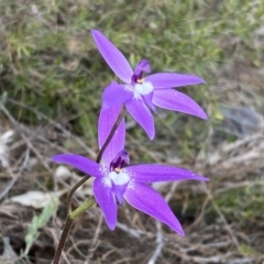 Glossodia major at Molonglo Valley, ACT - 1 Oct 2022