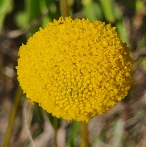 Craspedia variabilis at Gundaroo, NSW - suppressed