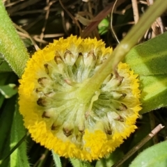 Craspedia variabilis at Gundaroo, NSW - suppressed