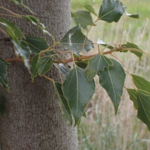 Brachychiton populneus subsp. populneus at Boorowa, NSW - 1 Oct 2022