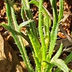 Vittadinia muelleri at Gundaroo, NSW - 1 Oct 2022