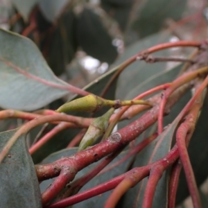 Eucalyptus blakelyi at Boorowa, NSW - 1 Oct 2022