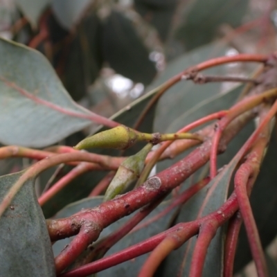 Eucalyptus blakelyi (Blakely's Red Gum) at Boorowa, NSW - 1 Oct 2022 by drakes