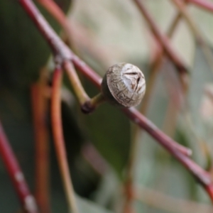 Eucalyptus blakelyi at Boorowa, NSW - 1 Oct 2022