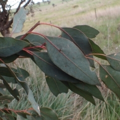 Eucalyptus blakelyi at Boorowa, NSW - 1 Oct 2022