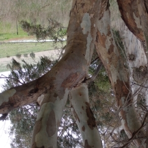 Eucalyptus blakelyi at Boorowa, NSW - 1 Oct 2022