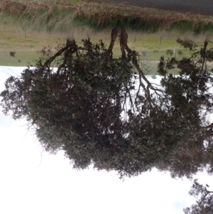 Eucalyptus blakelyi at Boorowa, NSW - 1 Oct 2022