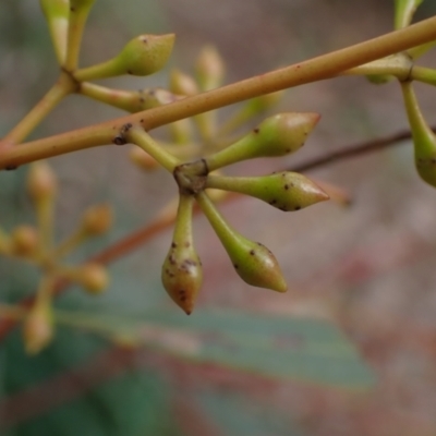 Eucalyptus melliodora (Yellow Box) at Boorowa, NSW - 1 Oct 2022 by drakes