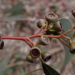Eucalyptus melliodora at Boorowa, NSW - 1 Oct 2022