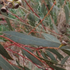 Eucalyptus melliodora at Boorowa, NSW - 1 Oct 2022 11:20 AM