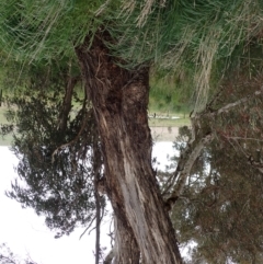 Eucalyptus melliodora at Boorowa, NSW - 1 Oct 2022 11:20 AM