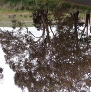 Eucalyptus melliodora at Boorowa, NSW - 1 Oct 2022 11:20 AM