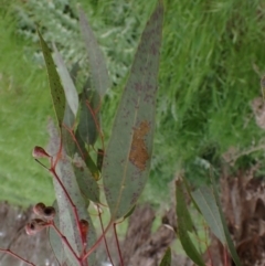 Eucalyptus melliodora at Boorowa, NSW - 1 Oct 2022 12:27 PM