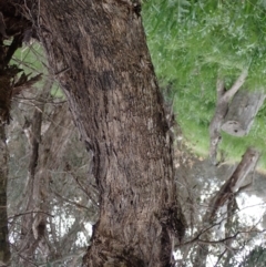 Eucalyptus melliodora at Boorowa, NSW - 1 Oct 2022