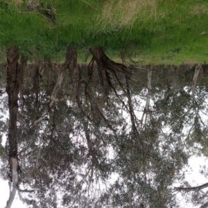 Eucalyptus melliodora at Boorowa, NSW - 1 Oct 2022