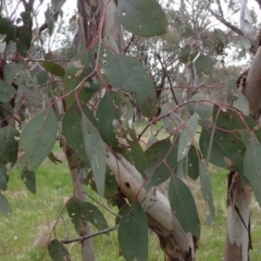 Eucalyptus blakelyi (Blakely's Red Gum) at Boorowa, NSW - 1 Oct 2022 by drakes