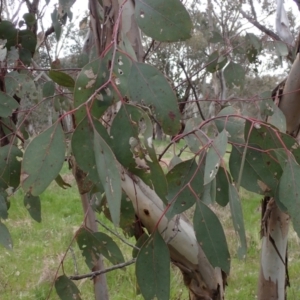 Eucalyptus blakelyi at Boorowa, NSW - 1 Oct 2022