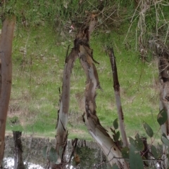 Eucalyptus blakelyi at Boorowa, NSW - 1 Oct 2022