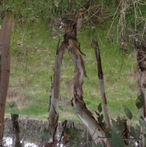 Eucalyptus blakelyi at Boorowa, NSW - 1 Oct 2022