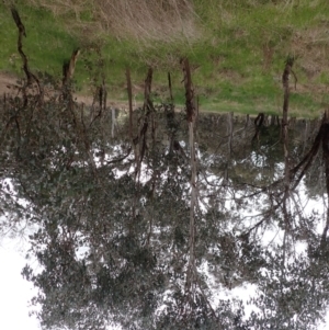 Eucalyptus blakelyi at Boorowa, NSW - 1 Oct 2022