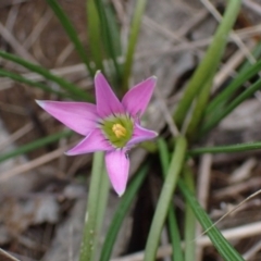 Romulea rosea var. australis (Onion Grass) at Boorowa, NSW - 1 Oct 2022 by drakes