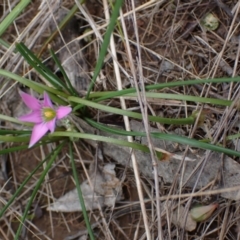 Romulea rosea var. australis at Boorowa, NSW - 1 Oct 2022