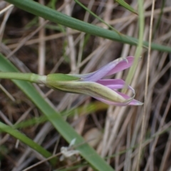 Romulea rosea var. australis at Boorowa, NSW - 1 Oct 2022