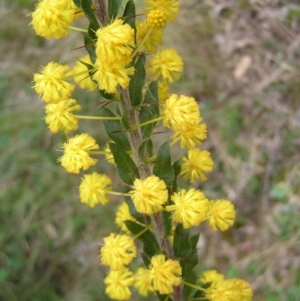 Acacia paradoxa at Hackett, ACT - 1 Oct 2022