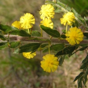 Acacia paradoxa at Hackett, ACT - 1 Oct 2022