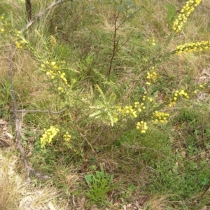 Acacia paradoxa at Hackett, ACT - 1 Oct 2022