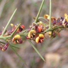 Daviesia genistifolia (Broom Bitter Pea) at Hackett, ACT - 1 Oct 2022 by MatthewFrawley