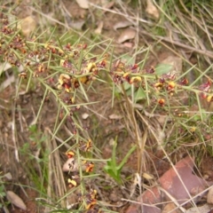 Daviesia genistifolia at Hackett, ACT - 1 Oct 2022 11:48 AM