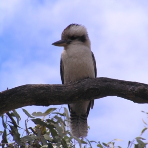 Dacelo novaeguineae at Hackett, ACT - 1 Oct 2022