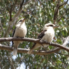 Dacelo novaeguineae at Hackett, ACT - 1 Oct 2022