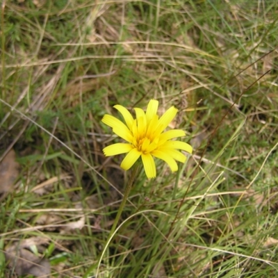 Microseris walteri (Yam Daisy, Murnong) at Mount Majura - 1 Oct 2022 by MatthewFrawley