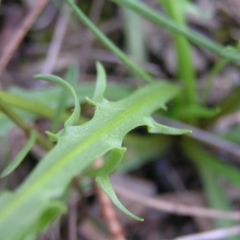 Microseris walteri at Hackett, ACT - 1 Oct 2022