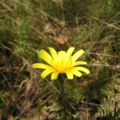 Microseris walteri at Hackett, ACT - 1 Oct 2022