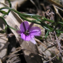Thysanotus patersonii (Twining Fringe Lily) at Mount Majura - 1 Oct 2022 by MatthewFrawley