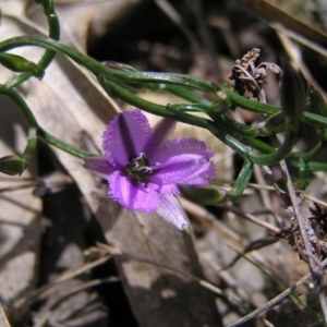 Thysanotus patersonii at Hackett, ACT - 1 Oct 2022 12:15 PM