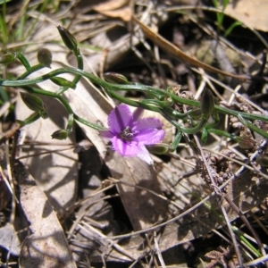 Thysanotus patersonii at Hackett, ACT - 1 Oct 2022