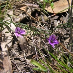 Thysanotus patersonii at Hackett, ACT - 1 Oct 2022 12:15 PM