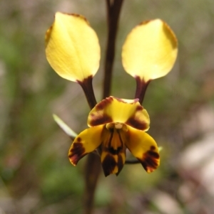 Diuris pardina at Hackett, ACT - suppressed