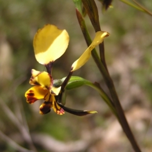 Diuris pardina at Hackett, ACT - suppressed