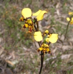 Diuris pardina at Hackett, ACT - suppressed