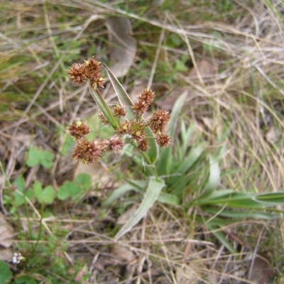 Luzula densiflora (Dense Wood-rush) at Hackett, ACT - 1 Oct 2022 by MatthewFrawley