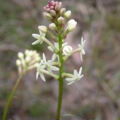 Stackhousia monogyna (Creamy Candles) at Mount Majura - 1 Oct 2022 by MatthewFrawley