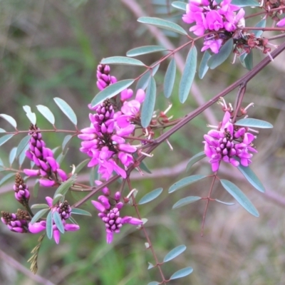 Indigofera australis subsp. australis (Australian Indigo) at Mount Majura - 1 Oct 2022 by MatthewFrawley