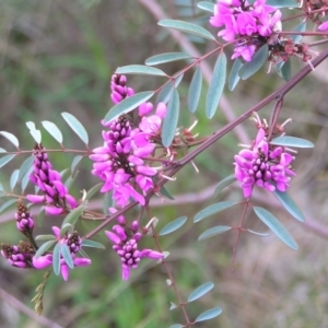 Indigofera australis subsp. australis at Hackett, ACT - 1 Oct 2022