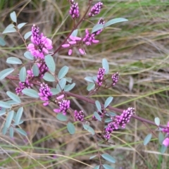 Indigofera australis subsp. australis at Hackett, ACT - 1 Oct 2022